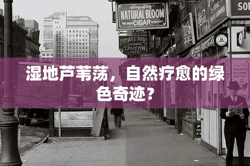湿地芦苇荡，自然疗愈的绿色奇迹？