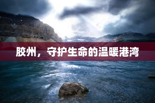 胶州，守护生命的温暖港湾
