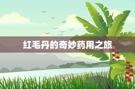 红毛丹的奇妙药用之旅