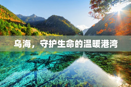 乌海，守护生命的温暖港湾