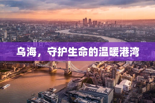 乌海，守护生命的温暖港湾