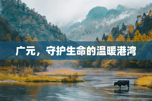 广元，守护生命的温暖港湾